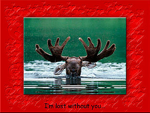download Lost Without You For Lovers Screensaver